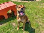 Adopt SAMSON a Rottweiler / Mixed dog in Tustin, CA (41213538)