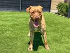 Adopt TRAPPER a Brown/Chocolate Labrador Retriever / Mixed dog in Tustin