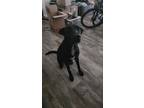 Adopt Loki a Black Labrador Retriever / Mixed dog in Escondido, CA (41243660)