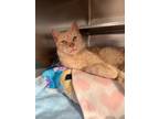 Adopt Peaches a Gray or Blue (Mostly) Domestic Shorthair / Mixed Breed (Medium)