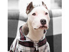 Adopt Cricket a Black American Pit Bull Terrier / Mixed dog in Philadelphia
