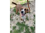Adopt Rylee a Red/Golden/Orange/Chestnut Feist / Mixed dog in Philadelphia