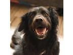 Adopt Piper a Black Border Collie / Labrador Retriever / Mixed dog in