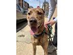 Adopt Macy (SPONSORED) a Brindle Hound (Unknown Type) / Mixed dog in