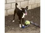 Adopt Mino a Black Border Collie / Mixed dog in Philadelphia, PA (41243634)