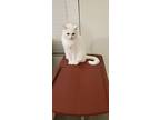 Adopt Rio a White Domestic Shorthair / Mixed (short coat) cat in Phoenix