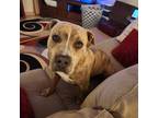 Adopt Hazel a Brindle American Pit Bull Terrier / Mixed dog in Lake Havasu City