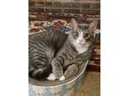 Adopt Buddy a Gray, Blue or Silver Tabby Domestic Shorthair (short coat) cat in