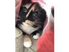 Adopt Fia a Calico or Dilute Calico Calico / Mixed (short coat) cat in