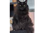 Adopt Niam a Black (Mostly) Domestic Mediumhair / Mixed (medium coat) cat in