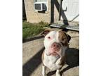 Adopt Starsky a Brown/Chocolate - with White American Staffordshire Terrier /