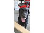 Adopt Annie a Black Labrador Retriever / Mixed dog in Phoenix, AZ (41243582)