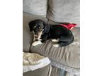 Adopt Cooper a Black - with White Dachshund / Corgi / Mixed dog in Westminster