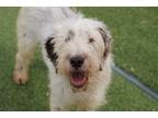 Adopt Sunny a White - with Black English Sheepdog / Mixed dog in Kirkland