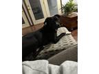 Adopt Brodie a Black - with White Labrador Retriever / Mixed dog in Fort Wayne