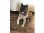 Adopt Indigo a Brown/Chocolate - with White Akita / Mixed dog in Fort Collins