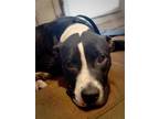 Adopt Sherlock a Black - with White American Staffordshire Terrier / Mixed dog