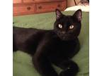 Adopt Tut a All Black American Shorthair / Mixed (short coat) cat in Naples