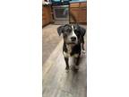 Adopt Kingsley a Black - with White Husky / American Pit Bull Terrier / Mixed