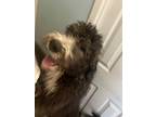 Adopt Teddy Bear a Black - with White Aussiedoodle / Bernedoodle / Mixed dog in