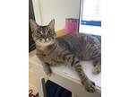 Adopt Tallulah a Brown Tabby American Shorthair / Mixed (short coat) cat in