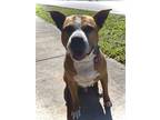 Adopt Kane a Tan/Yellow/Fawn Mixed Breed (Large) / Mixed dog in Key West