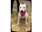 Adopt Crystal a White - with Tan, Yellow or Fawn Terrier (Unknown Type