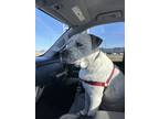 Adopt Marshall a White - with Black American Pit Bull Terrier / Mixed dog in