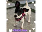 Adopt Victoria Anne a White - with Black Jack Russell Terrier / Mixed dog in