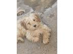 Adopt Tommy a Tan/Yellow/Fawn - with White Poodle (Miniature) / Mixed dog in