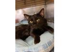 Adopt Marvin a All Black Domestic Shorthair / Domestic Shorthair / Mixed cat in