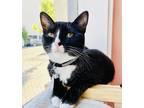 Adopt Squid (Pounce Cat Cafe) a All Black Domestic Shorthair / Mixed Breed