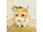 Adopt Eides (Pounce Cat Cafe) a Tan or Fawn Domestic Shorthair / Domestic