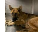 Adopt Prince a Tan/Yellow/Fawn German Shepherd Dog / Mixed dog in Baton Rouge