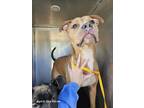 Adopt Jack - VIP a Tan/Yellow/Fawn American Pit Bull Terrier / Mixed dog in