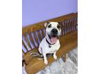 Adopt Tootsie a White American Pit Bull Terrier / Mixed dog in Altoona