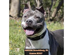 Adopt Forest a Gray/Blue/Silver/Salt & Pepper American Pit Bull Terrier / Mixed