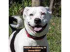 Adopt Nina a White Husky / American Pit Bull Terrier / Mixed dog in Stroudsburg