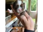 Shih Tzu Puppy for sale in Wentzville, MO, USA