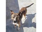 Adopt Shakira a Black Mouth Cur / Terrier (Unknown Type, Medium) / Mixed dog in