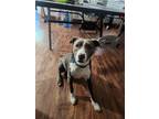 Adopt Buddy a White - with Gray or Silver American Staffordshire Terrier / Mixed