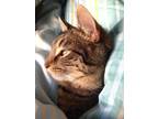 Adopt Java a Brown Tabby Tabby / Mixed (short coat) cat in Fremont