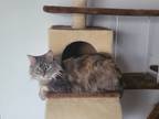 Adopt Rayne(rain) a Gray, Blue or Silver Tabby Tabby / Mixed (medium coat) cat