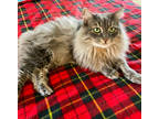 Adopt Patrick a Gray or Blue Domestic Longhair / Domestic Shorthair / Mixed cat