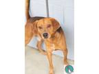 Adopt Cosmo a Tan/Yellow/Fawn Hound (Unknown Type) / Mixed dog in Walterboro