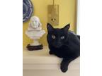 Adopt Kalypso a Black (Mostly) Tabby / Mixed (short coat) cat in Wichita