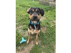 Adopt Onyx a Black - with Tan, Yellow or Fawn Hound (Unknown Type) / German