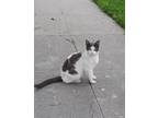 Adopt Tom a White (Mostly) Domestic Shorthair / Mixed (short coat) cat in Los