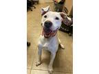 Adopt Sweet Dee a Mixed Breed (Large) / Mixed dog in Duluth, MN (41070519)