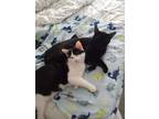 Adopt Marilyn and Monroe a Black & White or Tuxedo Domestic Shorthair / Mixed